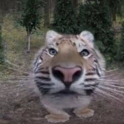 tiger fisheye Meme Template