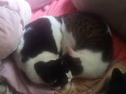 Two cats together Meme Template