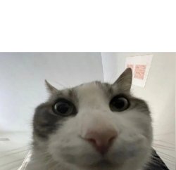 Cat POV Meme Template