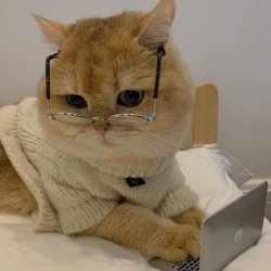 clever cat Meme Template
