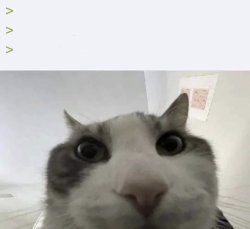 Weird Cat Meme Template