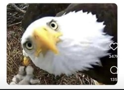 Can you tell me what this is? Meme Template