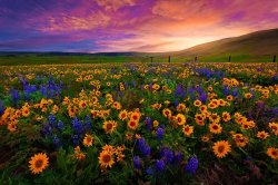 sunflowers wildflowers field of flowers sunset Meme Template