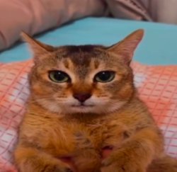 mei mei Meme Template