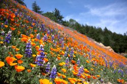 Field of wildflowers flowers JPP Meme Template