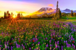 Field of wildflowers flowers JPP Meme Template