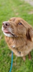 Dog mlem Meme Template