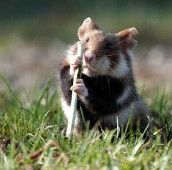 Hamster with his staff Meme Template