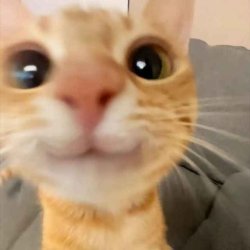 cat smile Meme Template