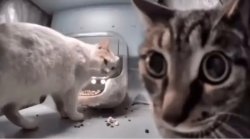 Frustrated Cat Meme Template