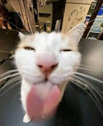 Cat Licking Screen Meme Template