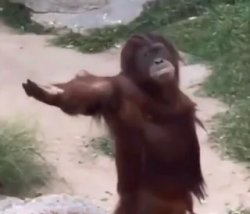 Begging orangutan Meme Template