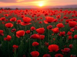 Poppies flowers sunset Meme Template