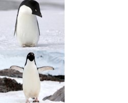 Penguin Prefer Meme Template