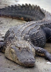 Gator Meme Template