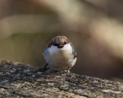 Shouty Little Nuthatch Meme Template