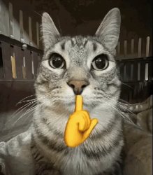 shhh cat Meme Template