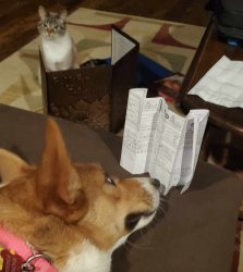 animal D&D Meme Template
