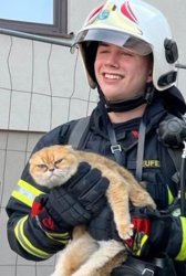 Mad cat Meme Template
