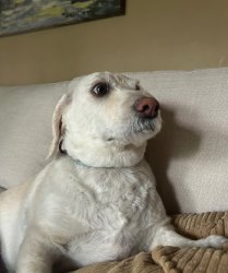 Dog life Meme Template