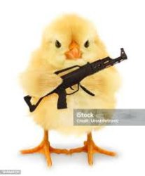 Preppy duck Meme Template