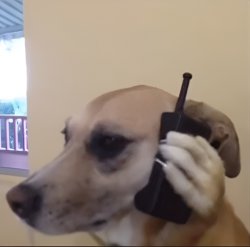 Aight, bet dog Meme Template