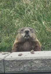 Judgmental Groundhog Meme Template