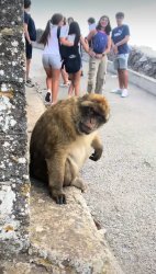 Sus Monkey Meme Template