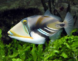 TRIGGERfish Meme Template