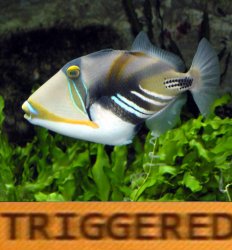Triggered Triggerfish Meme Template