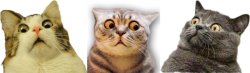 cats looking up Meme Template