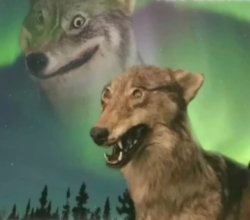 retard wolves Meme Template