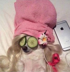 dog spa Meme Template