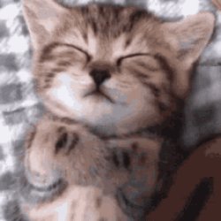 Sleeping Cat Meme Template
