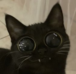 Meow Meme Template