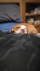 Dog resting head on booty Meme Template