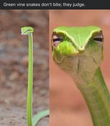 Judging snake Meme Template