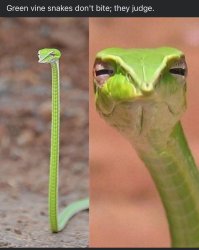 Snake judging Meme Template