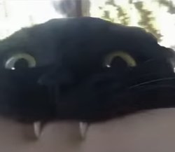 Teethy cat Meme Template