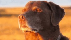 Cooked dog Meme Template