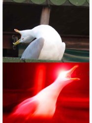 Inhaling Seagull Meme Template