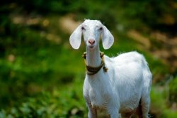 The goat Meme Template