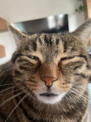 What in the world Cat Meme Template