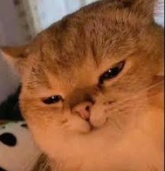cute cats ? | Funny cat?? Follow @cat_lover_muni #cats #catso Meme Template