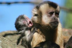 baby monke yelling at mom Meme Template