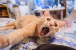 Cat say NOOO Meme Template