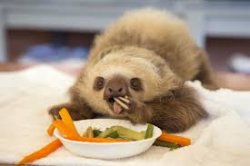 SLOTH KAM Meme Template