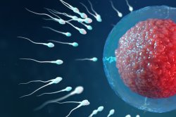 Spermatozoids Meme Template
