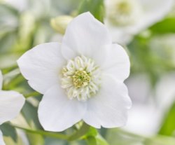 white flower Meme Template