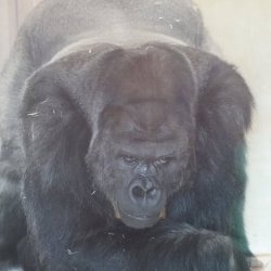 Gorilla Meme Template